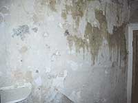 Professional wallpaper stripping services